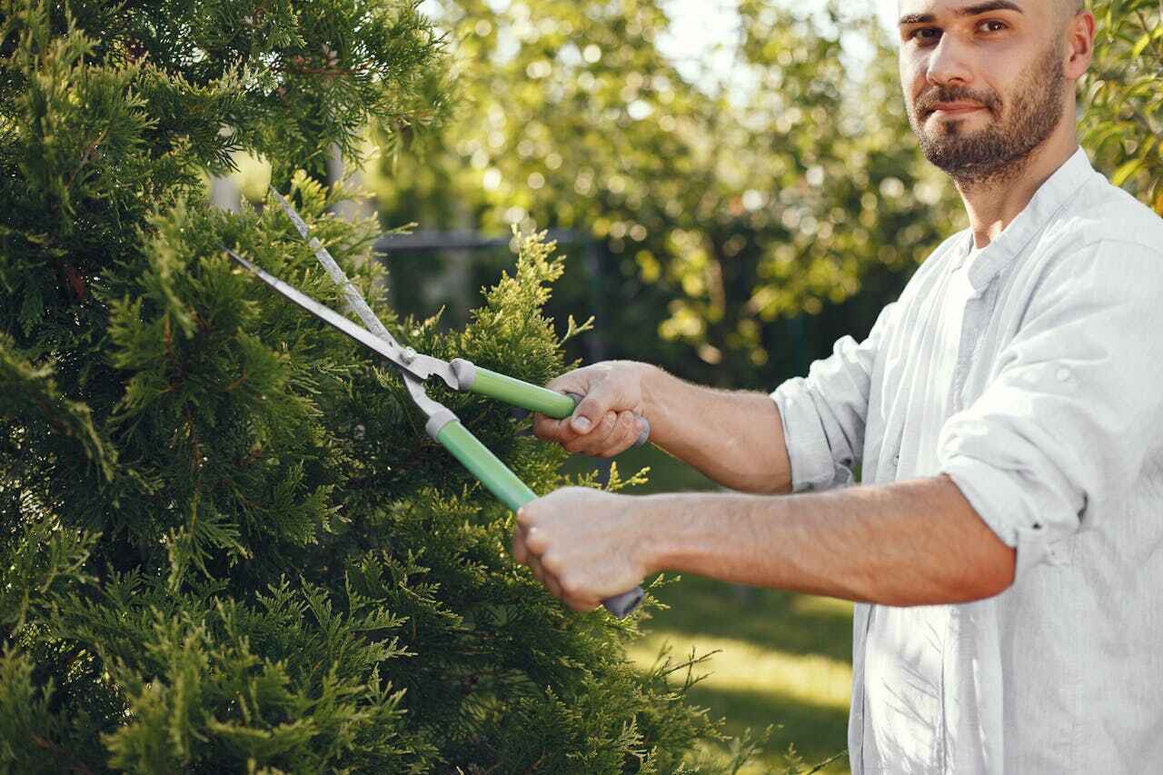 Large Tree Removal in Dove Valley, CO